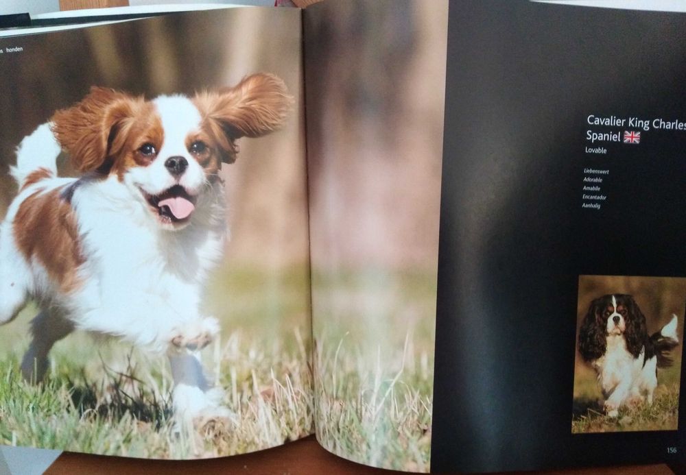 Eukanuba Album Rasy Psów A - G