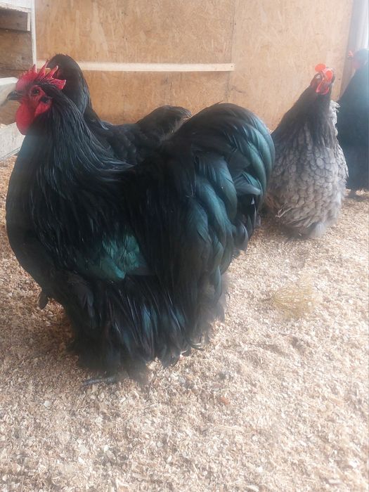 Кури орпінгтон  чорний