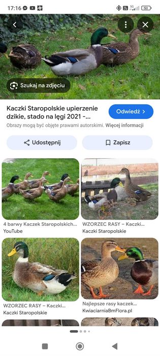 Kaczki staropolskiej kaczor