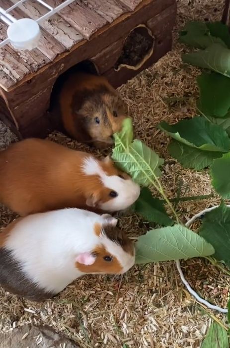 Świnki morskie oswojone