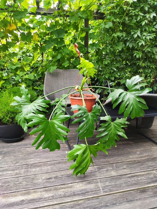 Philodendron xanadu bipinnatfidum