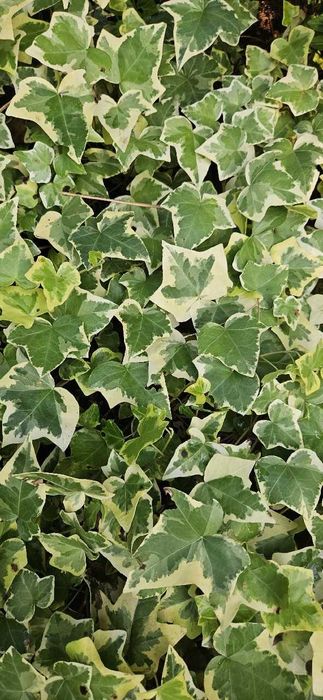 Bluszcz Algierski Hibberd dwukolorowy zimozielony - roślina z gruntu