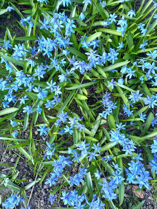 Проліски саджанці з квітами