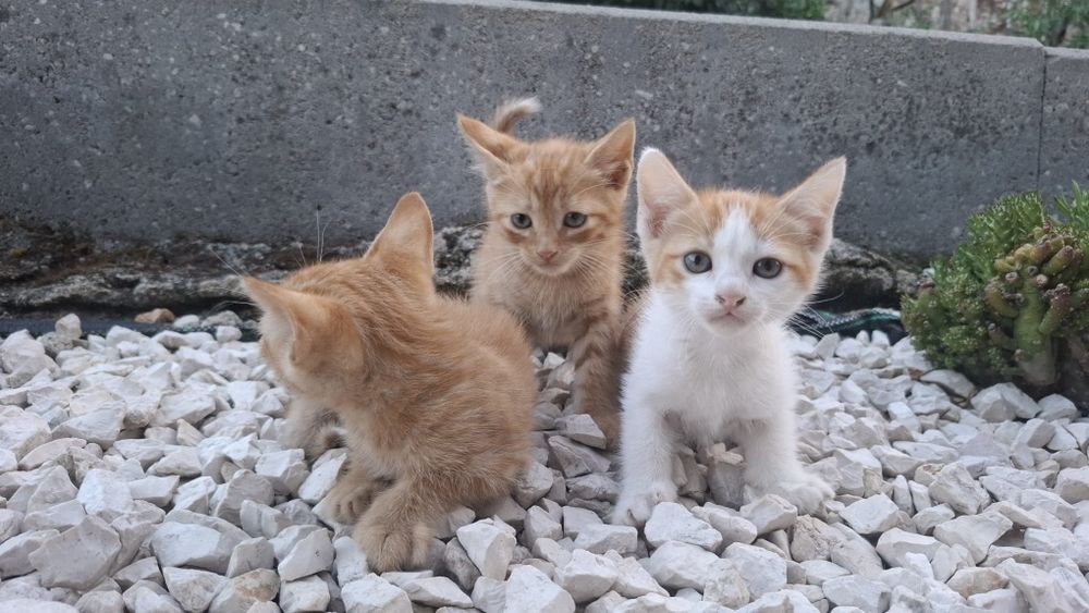 3 gatinhas para adoção