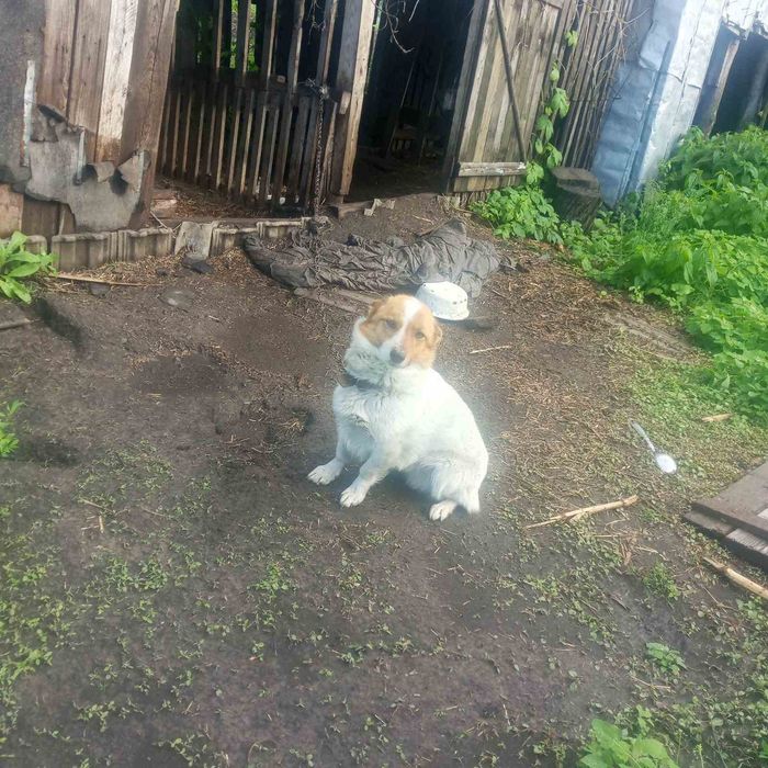 Красунчик песик три роки