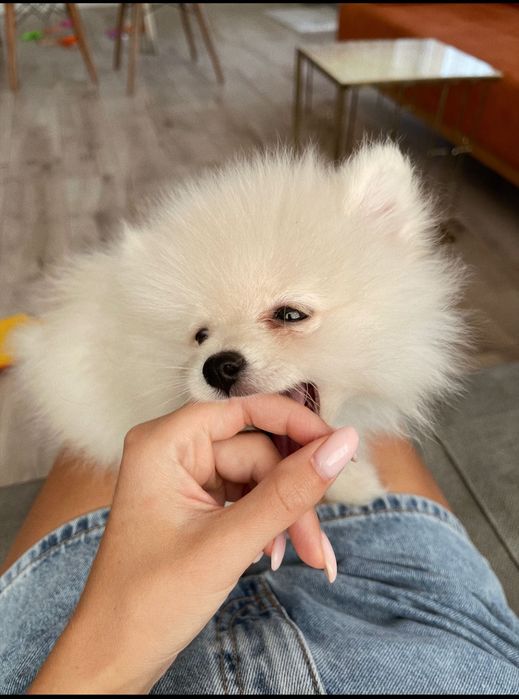 Злучка померанського шпіца