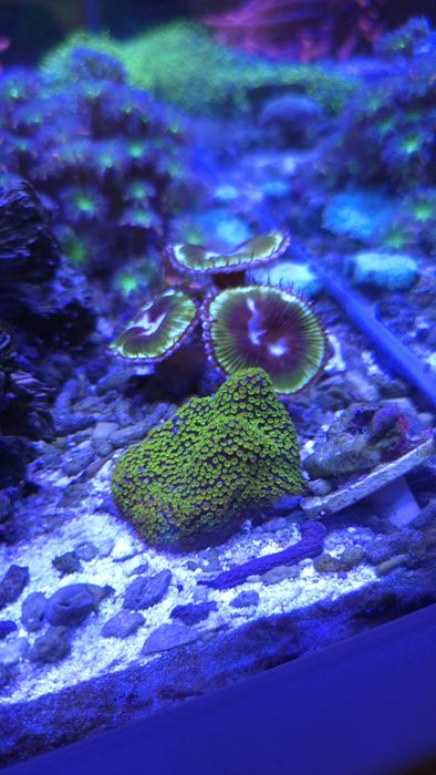 Zoanthus Grandis dlkoralowiec miękki