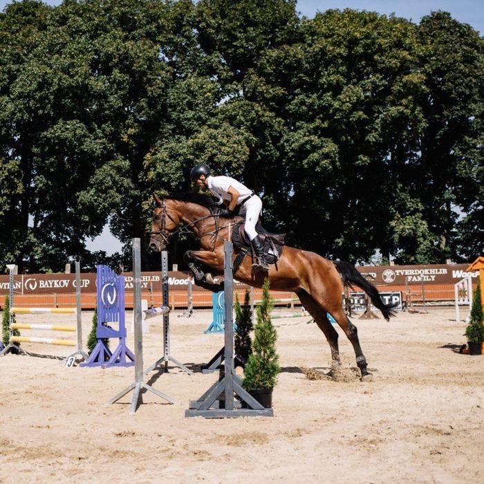 Кінь кобила в розведення, конкур