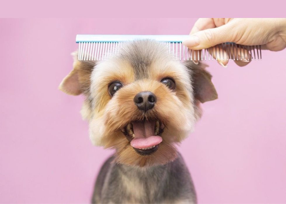 Грумінг на дому — ніжний догляд для вашого улюбленця