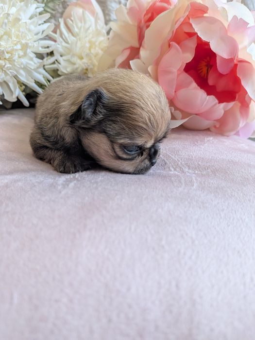 Chłopiec chihuahua