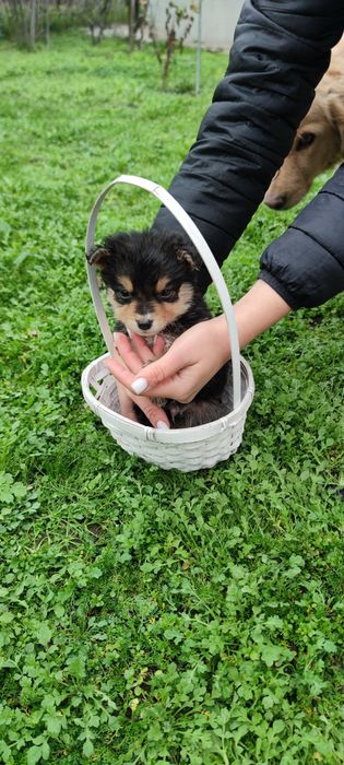 Щенята безоплатно