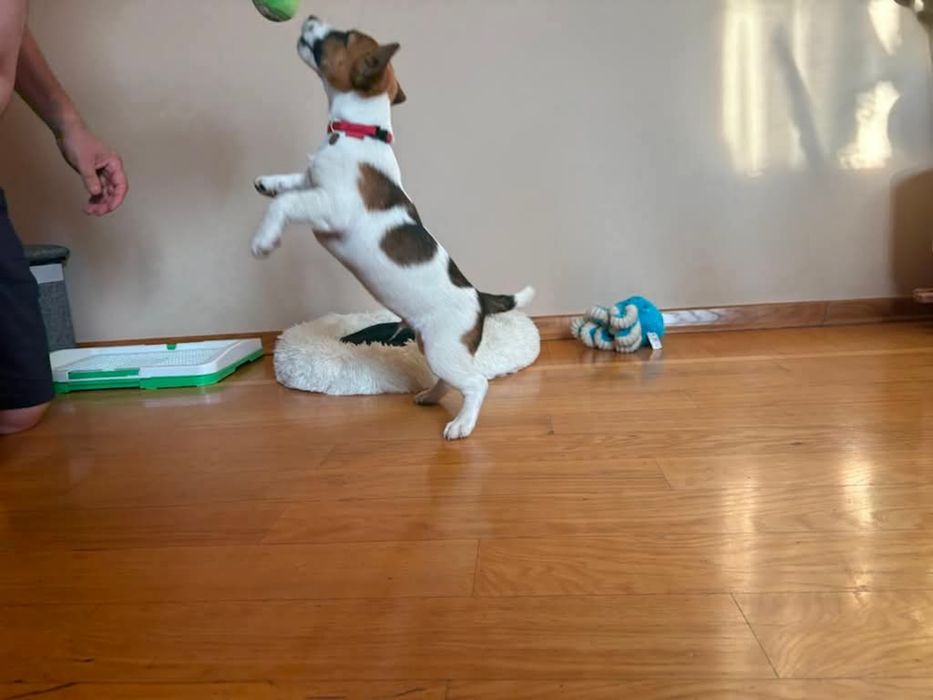 Jack Russell Terrier ZKWP/ FCI