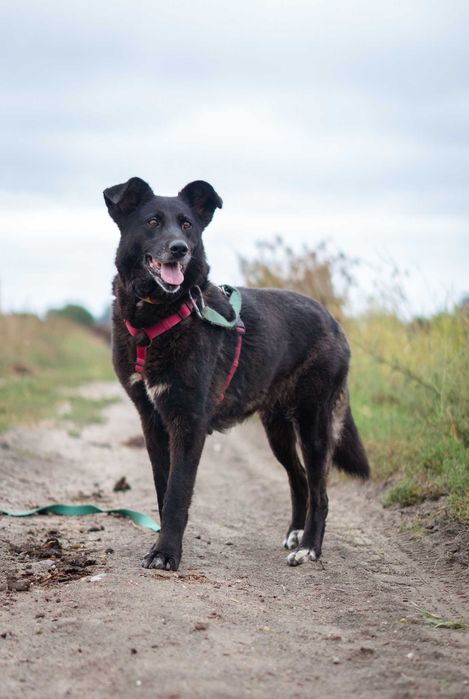 Przyjazna i łagodna Lusia szuka domku