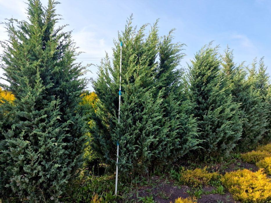 Tuja thuja Brabant 180-220 cm i inne Żywopłot Transport