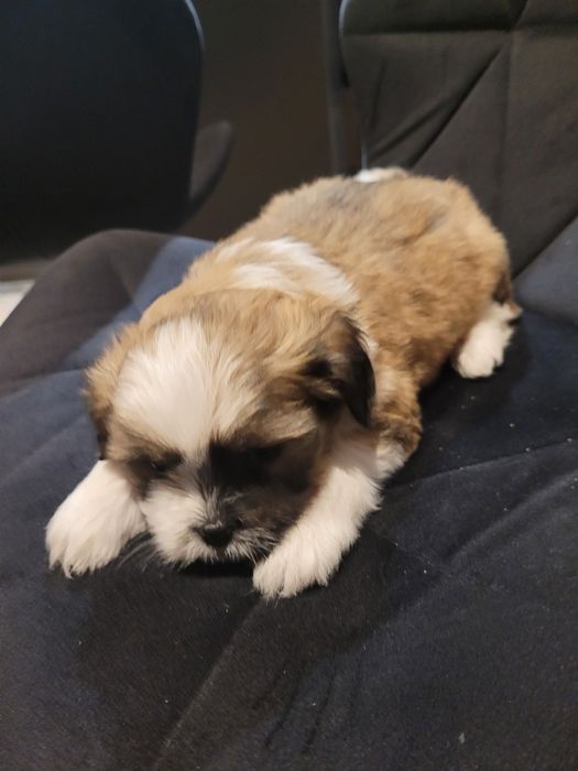 Szczeniak w typie shih tzu