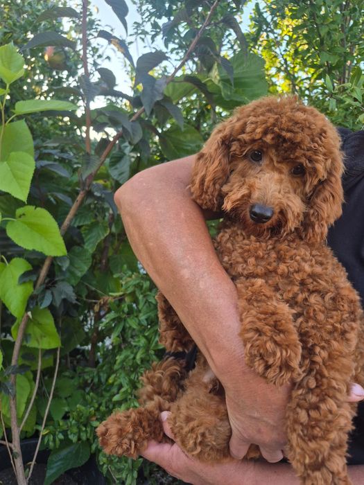 Caniche Red Braun