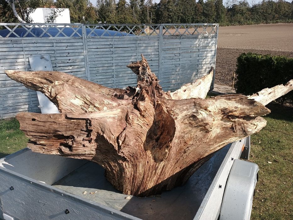 Sprzedam korzeń dębowy ozdobny