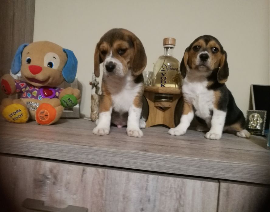 Piękne -szczenię Beagle