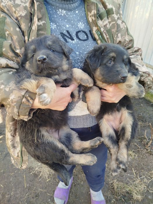 Продам німецьких вівчарок