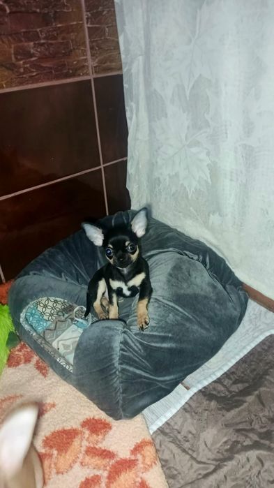 Чіхуахуа дівчинка