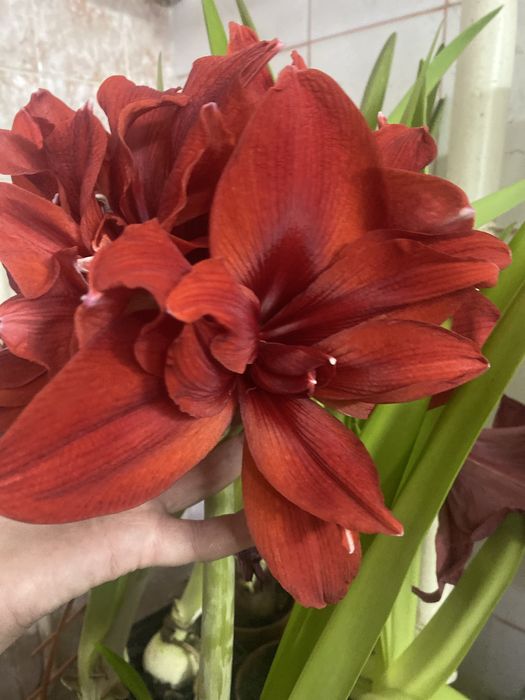 Лилия садовая ; Apricot Fudge; Амариллис-Гиппеаструм-комнатная Лилия