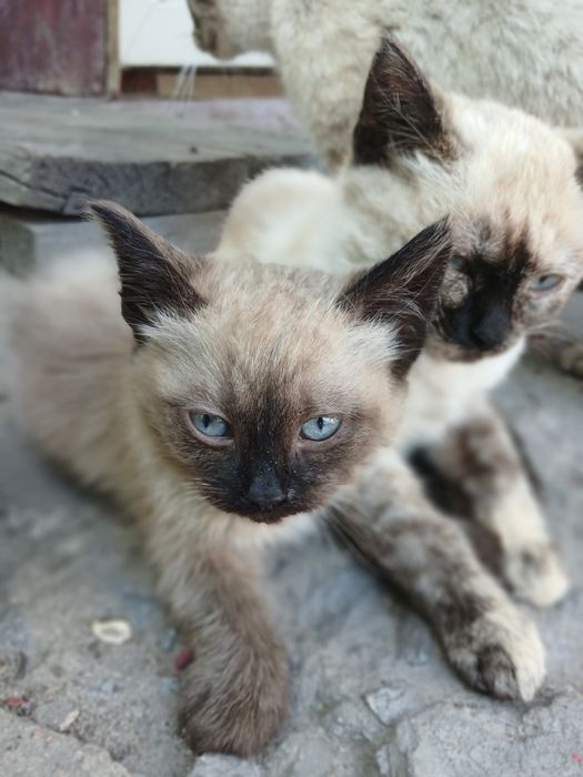Відам кошенят друзів