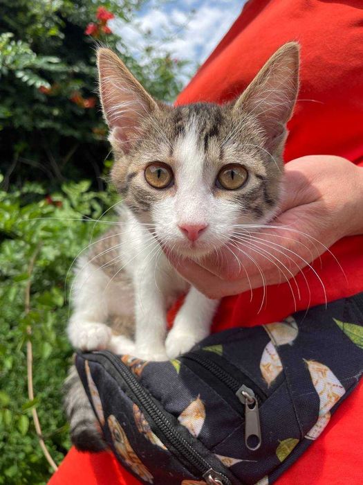 Кошеня, 3 місяці, дівчинка