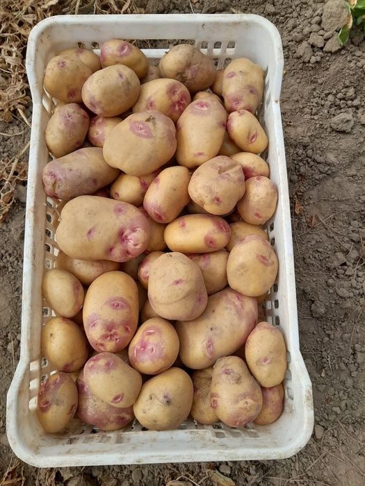 Batata Olho perdiz