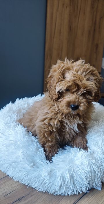 **Cavapoo** cudowny piesek!