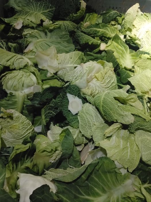 Folhas de couve para animais