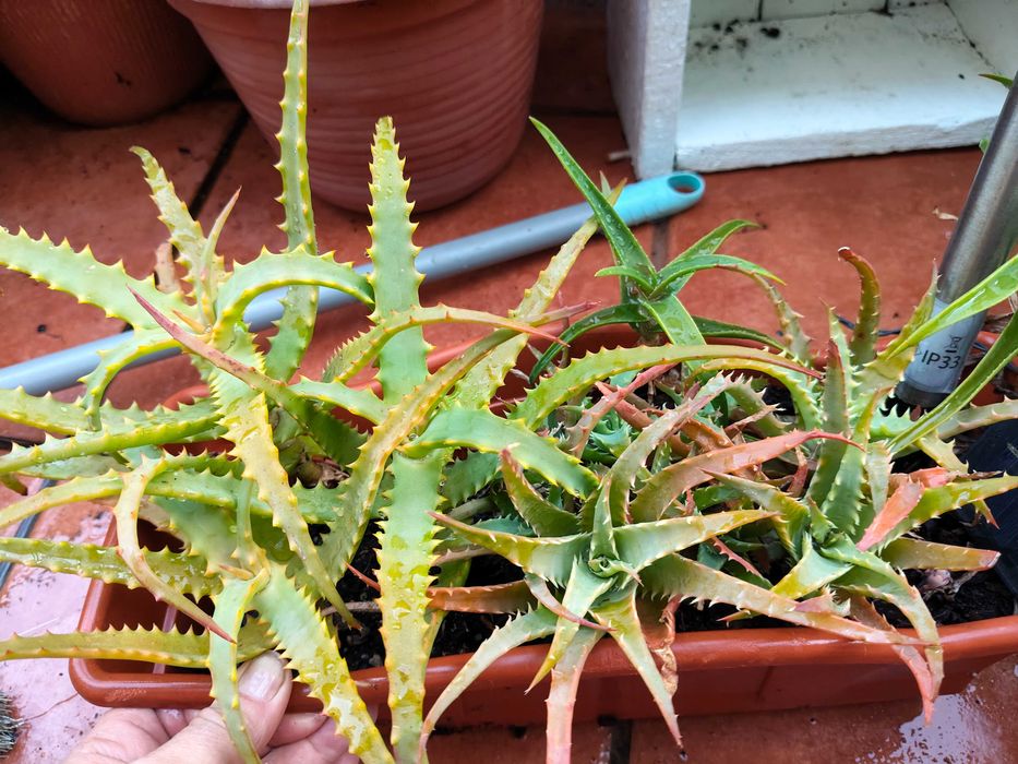 Aloés suculentas