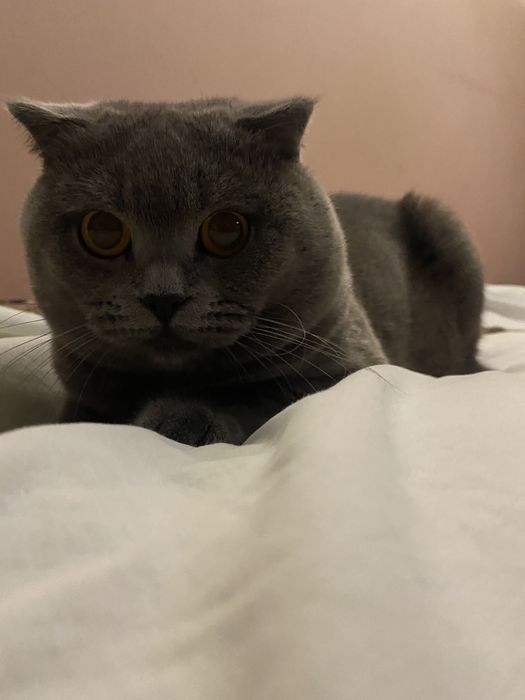 Вислоухий «Грей» для вязки