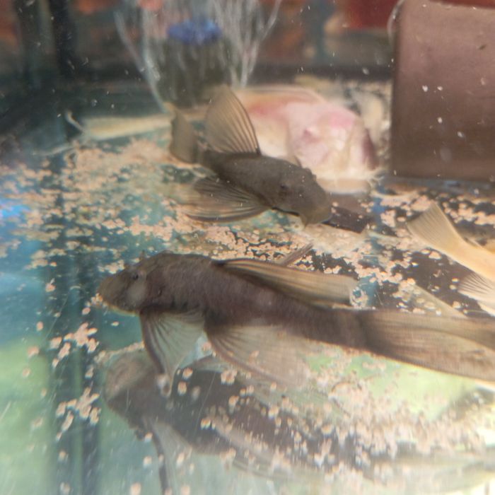 Grene dragon glonojad ancistrus