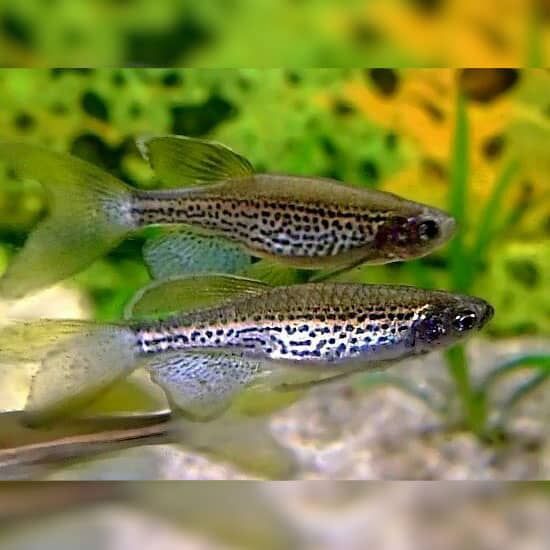 Danio lamparci ładny