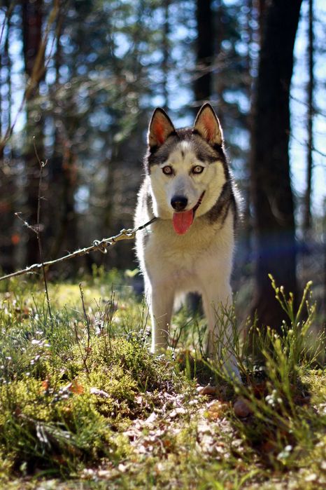 Suczka husky Gaja, zrównoważona, mądra idealna na pierwszego husky