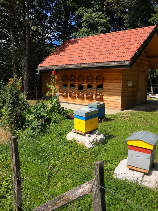 Гречано-соняшниковий мед  з домашньої пасіки | Натуральний 100%