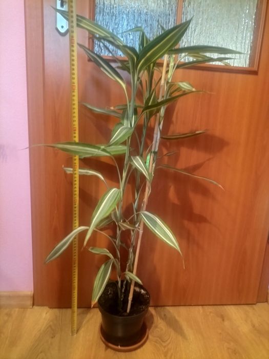 Kwiat - Dracena sandera