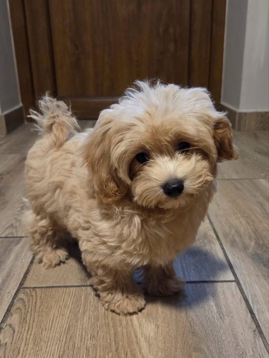 Maltipoo szczeniak Maltańczyk & Pudel