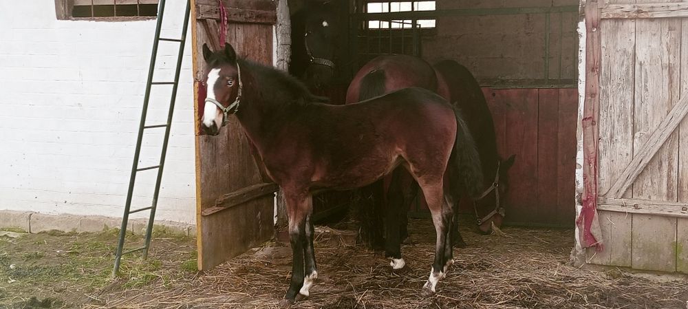 Sprzedam piękną zrebice odsadka