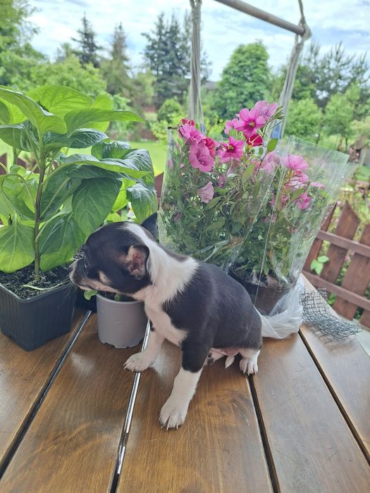 Chihuahua maleńka