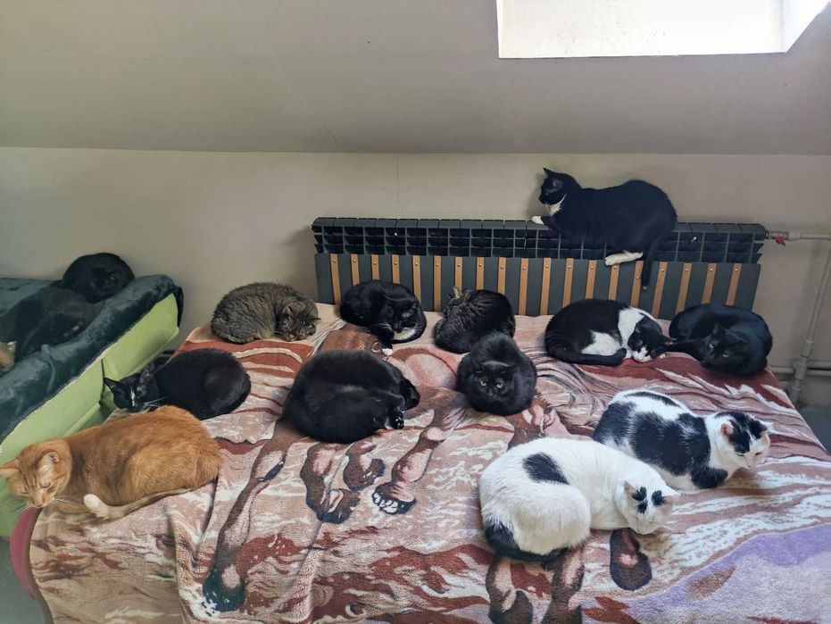 120 kotów czeka na dom !!!