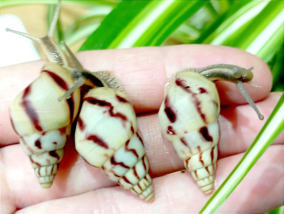 Ślimaki afrykańskie, Limicolaria agathina Nigeria.