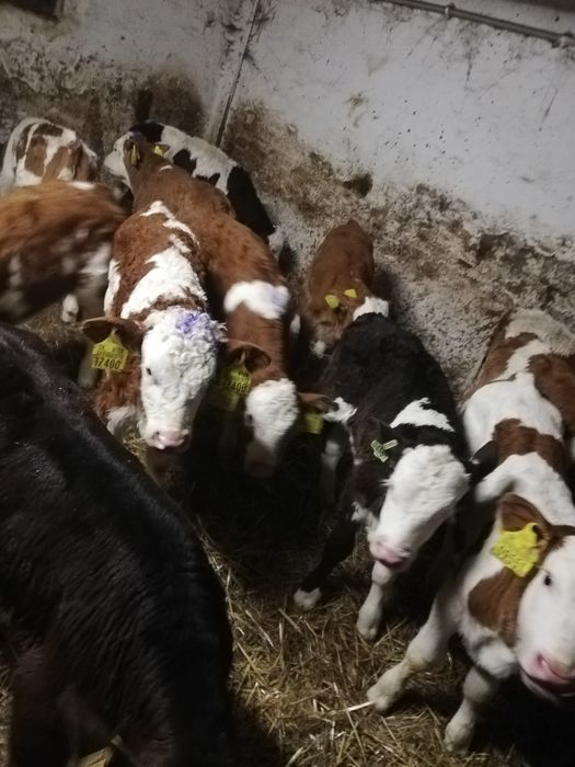 Cieleta Byczki Jałówki Mięsne