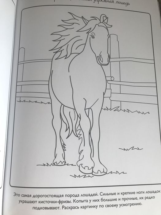 Книга Лошади Коні колекція малюнків і фотографій