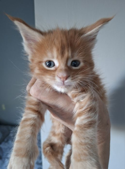 Rudy kocurek Maine Coon
