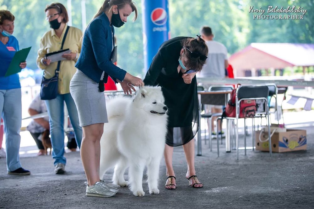 Вʼязка Самоїд