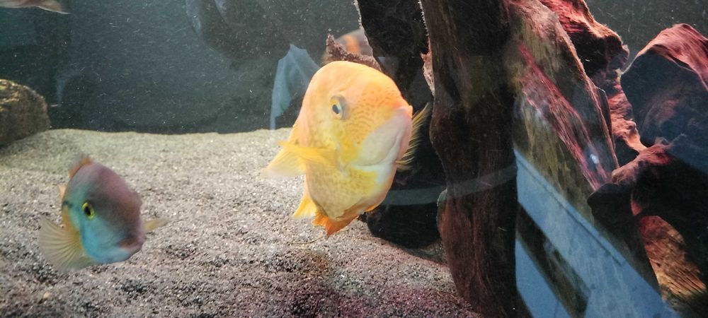 Pielęgnica Severum gold