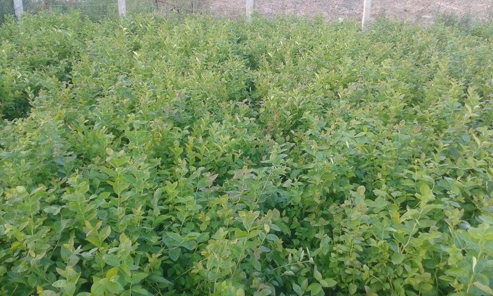 Promocja!!!Borówka Amerykanska Bluecrop, Bluegold, Chandler, Darrow,N