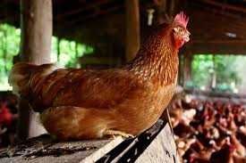 Kury nioski Rosa z wolnego wybiegu. Leghorn i Dominant. Dowóz Gratis.