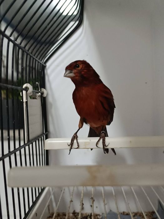 Canário Negro intenso vermelho 2025 Macho
